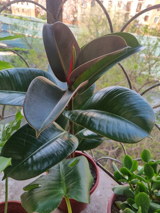 Продаётся Фикус(эластика)