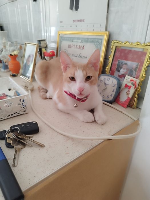 Ofer spre adopție Pisicuță