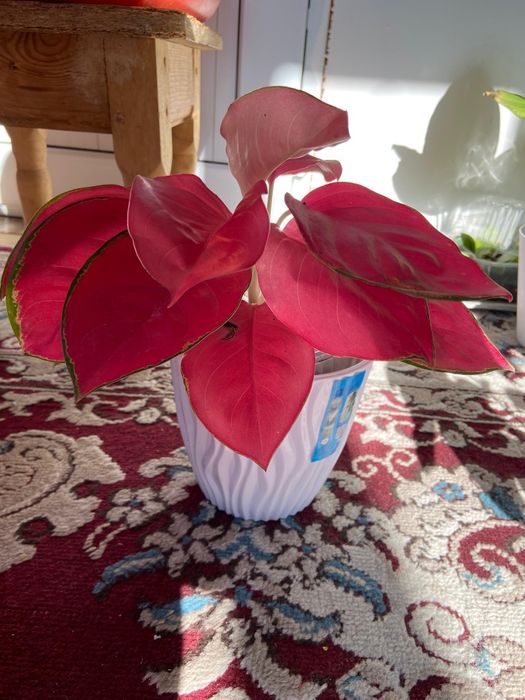 Продаётся домашние цветы