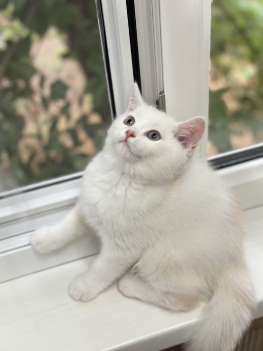 Котенок