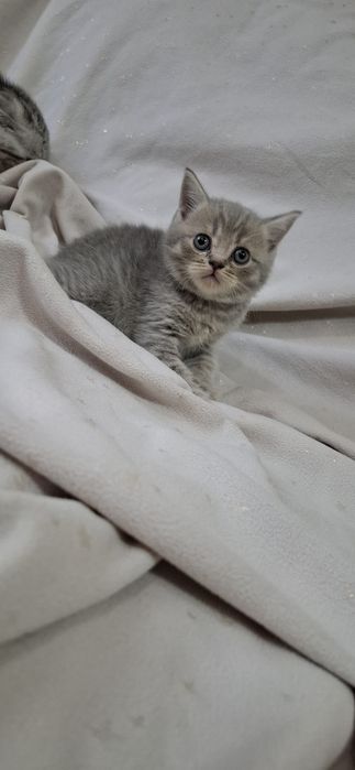 Замечательные котята шотландские
