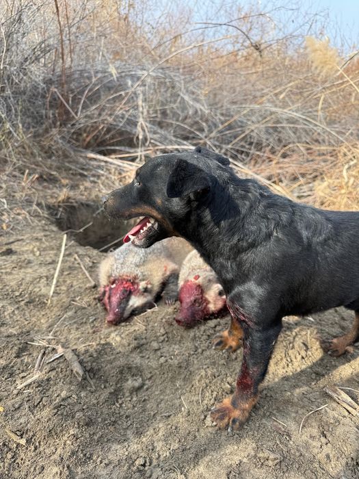 Ягдтерьер , только ВЯЗКА!!!