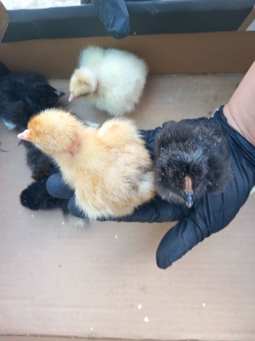 Vand boboci de rata gasca și pui de gaina