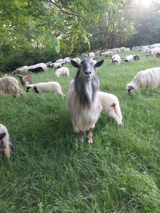 Vând 2 țapi de monta