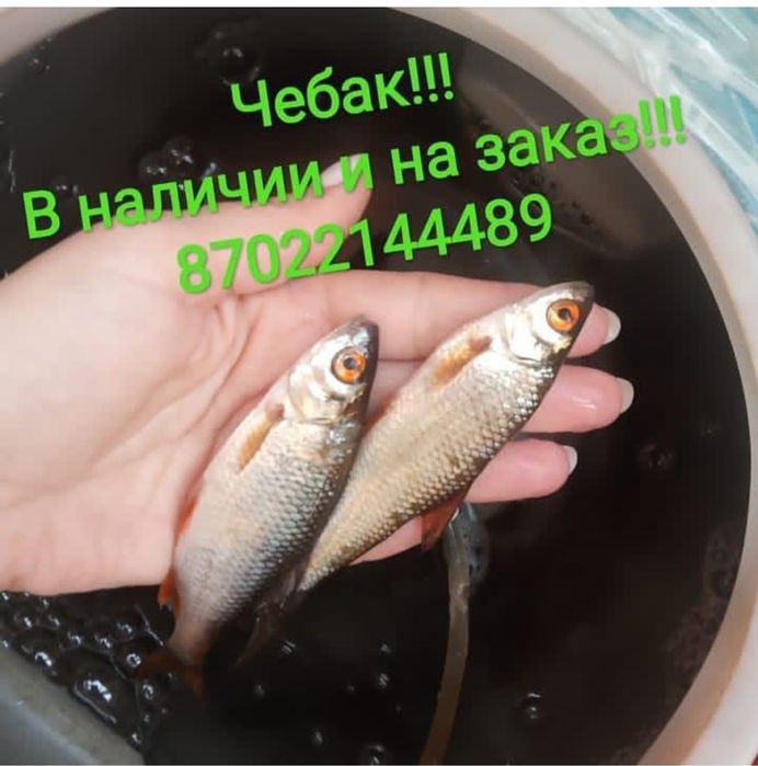 Живец чебак. Астана