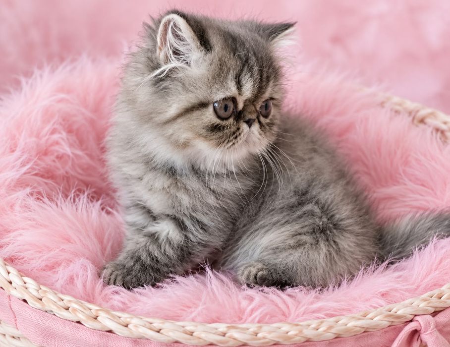 Персидские котята девочки