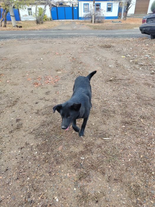 Бесплатно в добрые ручки !!