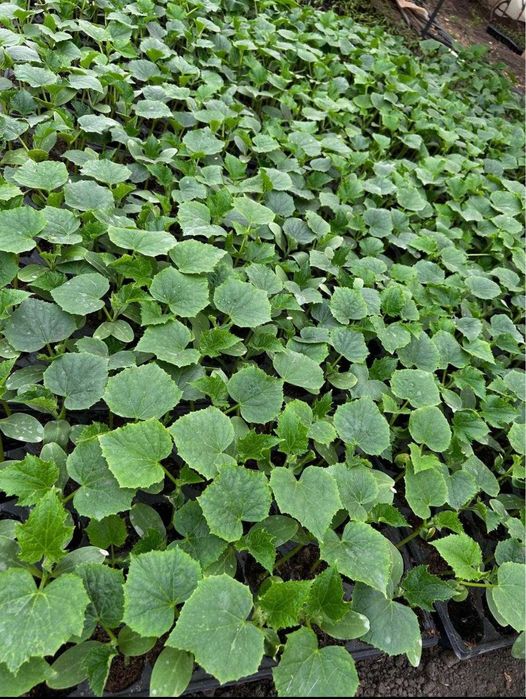 Răsaduri profesionale 2026  solarii/gradină. Ouă pt incubat și păsări