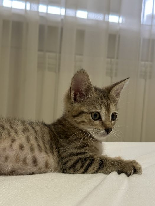 Котёнок-девочка в добрые руки бесплатно