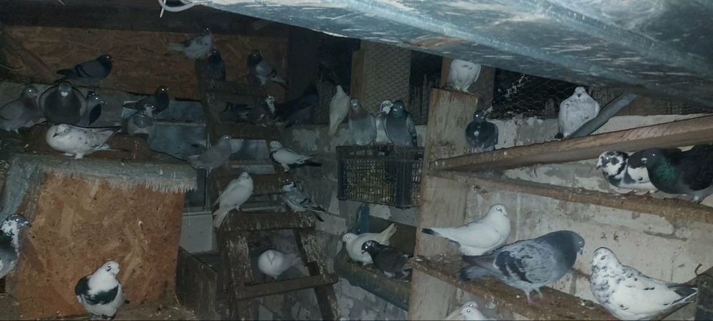 Vând porumbei.

- Porumbei gutani – 15 lei/bucată
- Porumbei voiajori – 25 lei/bucată

Crescuți în gospodărie, hrăniți natu