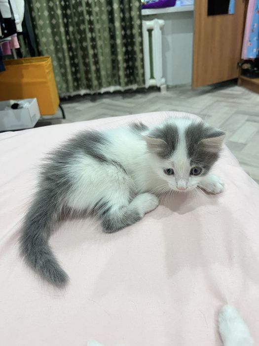 Отдам котят в добрые руки