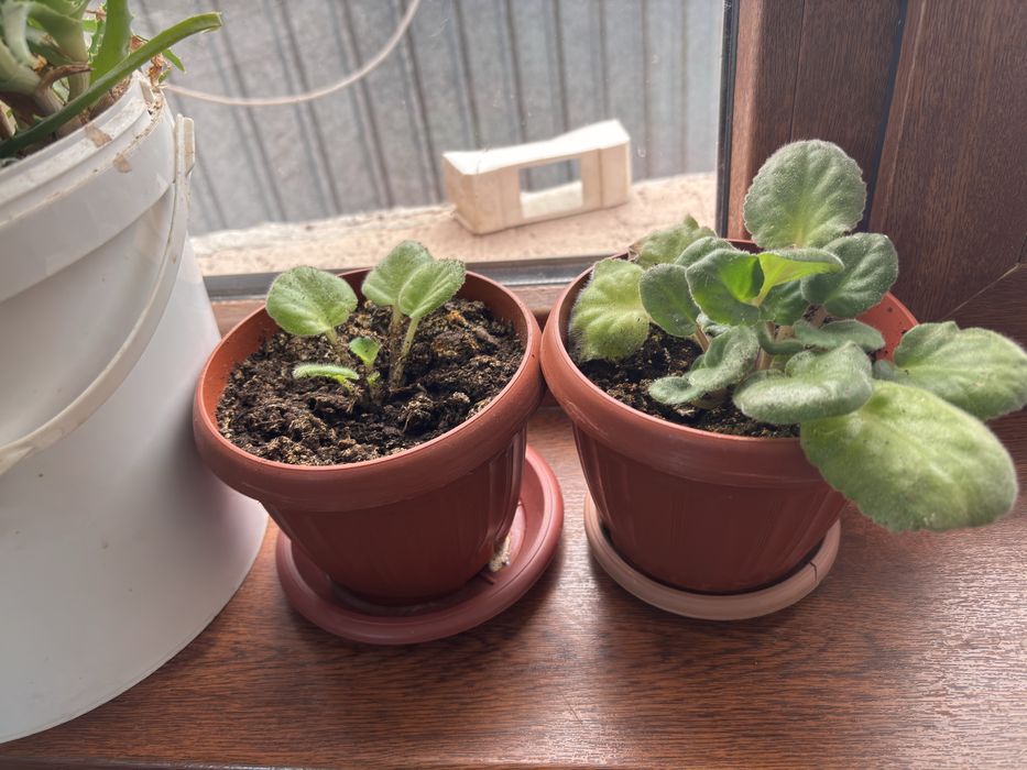 Цветы по разным ценам