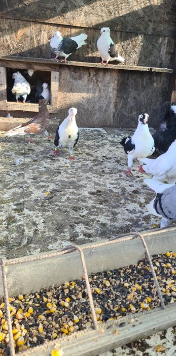 Vand Jucatori de Amara