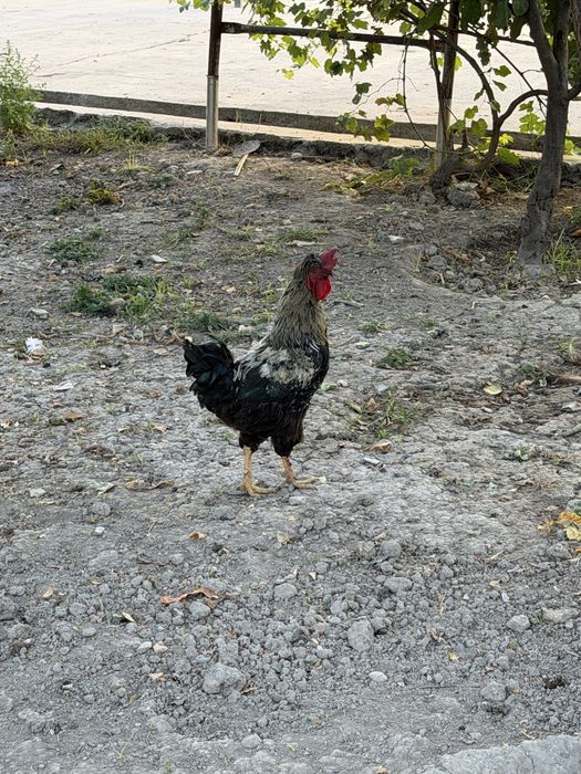 Kurka va tovuq xoroz