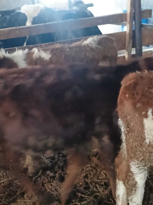 Vând 4 vitei baltati