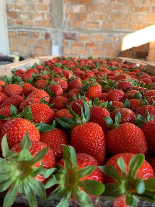 Продавам ягоди и малини расат