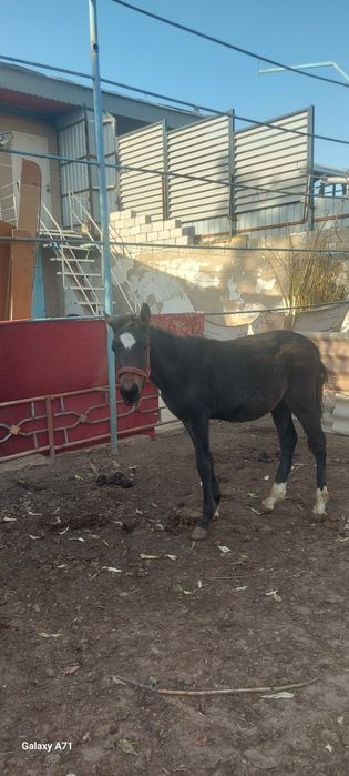 От той эркак 2 та ургочи 1 та