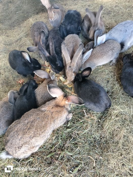 Продам кроликов порода великан