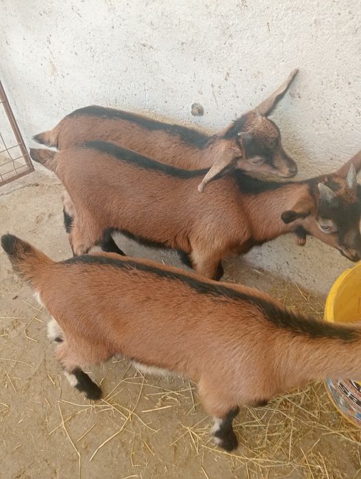 Vând 2 ieduțe și un țap Nr 0769004555