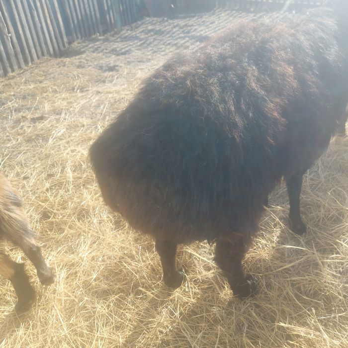 Еділбай ірі еркек мал сатылады.