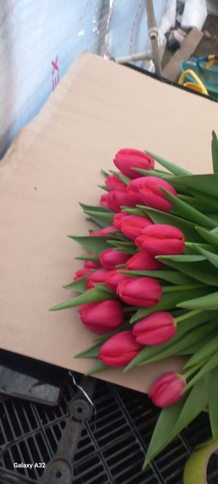 Тюльпаны оптом и в розницу