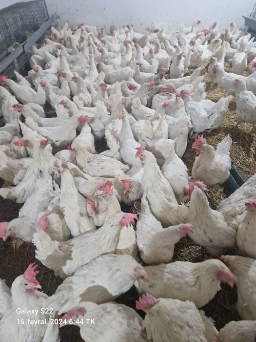 Loman sendi tovula sotiladi