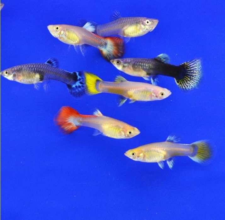 Гуппи и криветки.