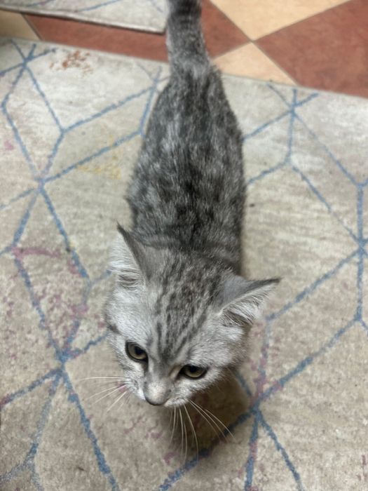 Отдам котенка скоттиш страйд