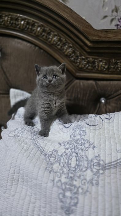 Продаются Шотладские котята