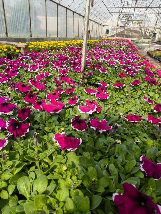 Manzarali gul ko'chatlari sotiladi