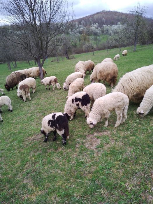 Vând miei de lapte
