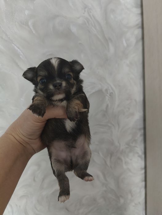 Готовятся к продаже щенки чихуахуа