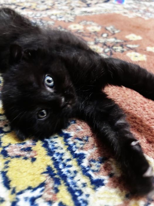 Продам котят британские вислоухие