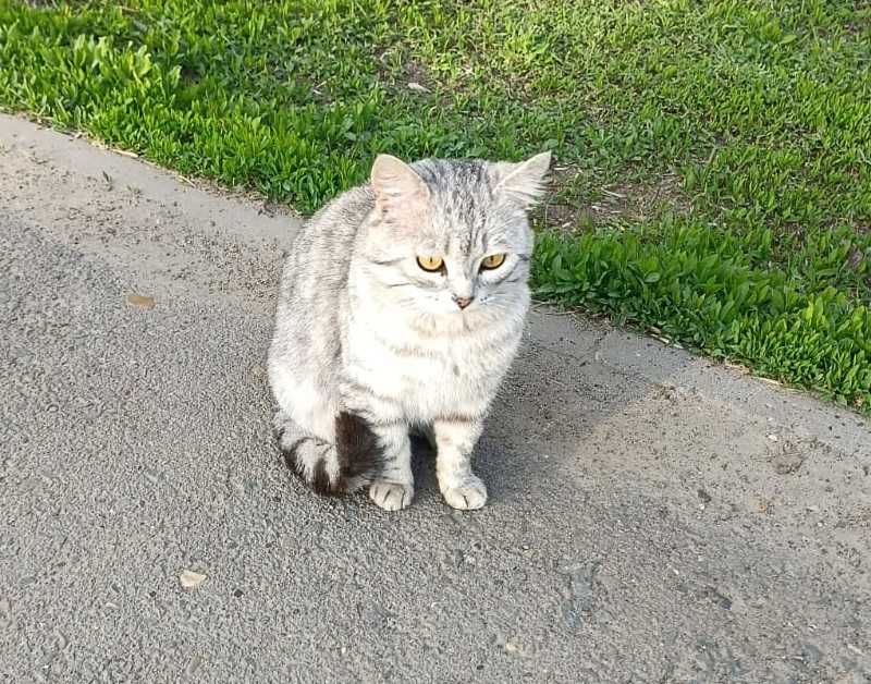 Ищем дом умному и ласковому котику