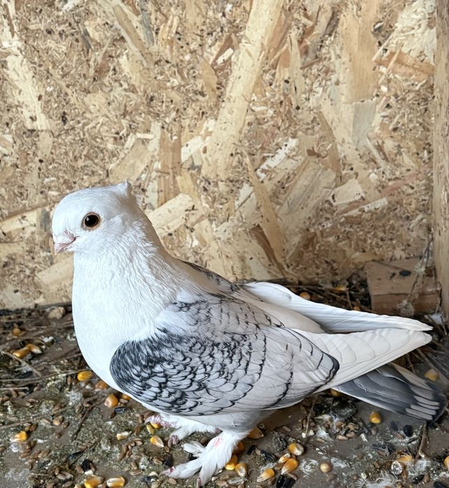 Porumbei misirli satineti