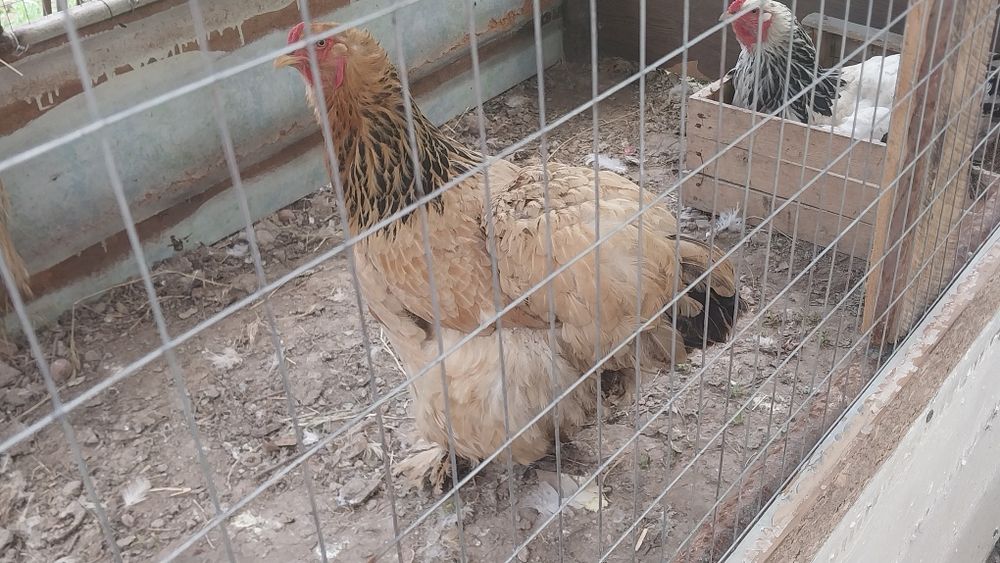 Тоза брама товуклар