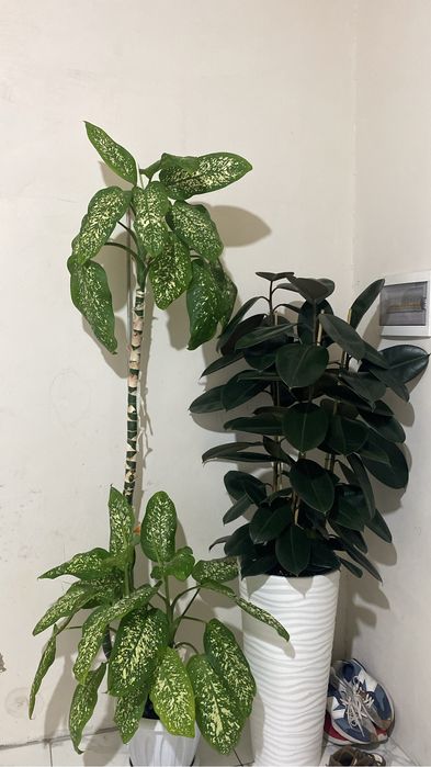 Малочай, фикус 3 түп, диффенбахия