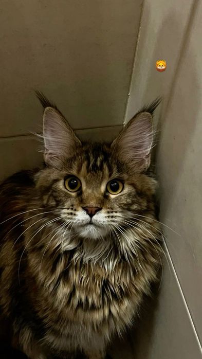 Красивые котята Мейн-Куны