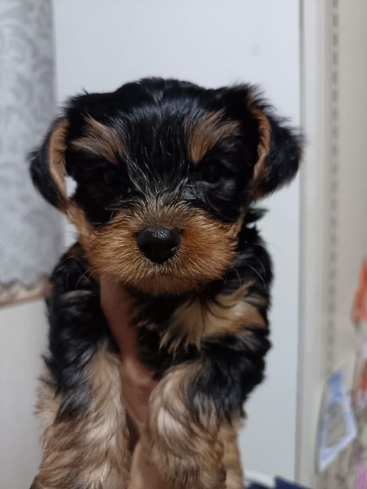 Йоркширский терьер мальчик
