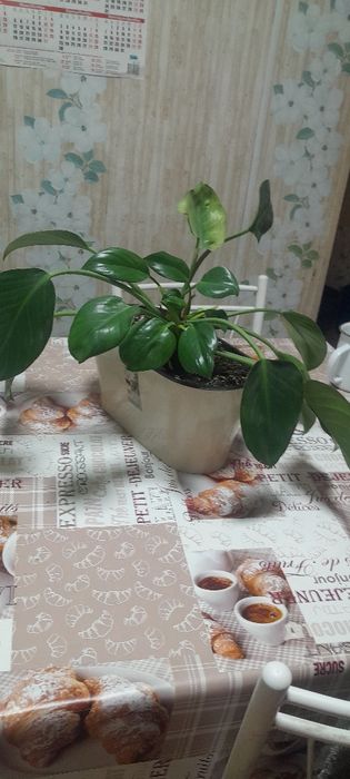 Цветы комнатный,цены разные.