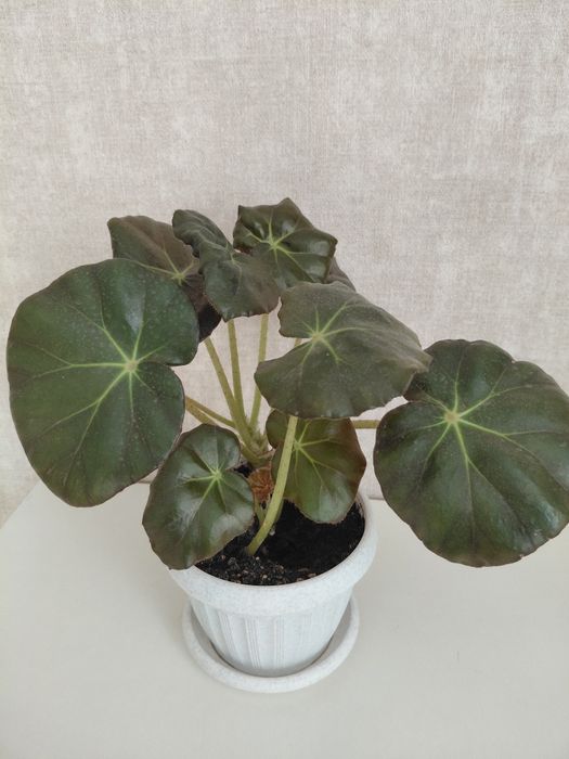 Цветый компания, разные