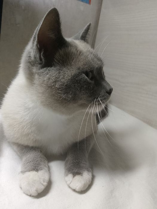 Кот и кошка в добрые руки