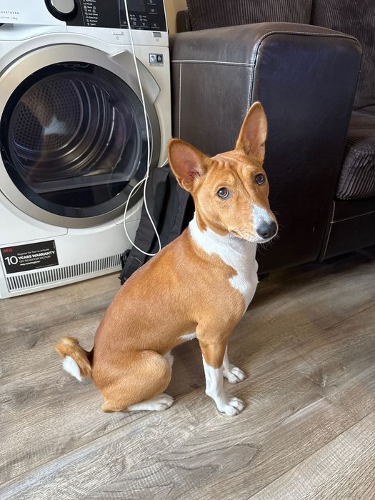 Басенджи на 1 година