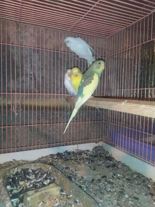 Karella , Valnisti , Nerazuchka saru papugay, To'tiqushlar