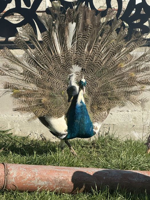 Мъжки паун на 2 години.