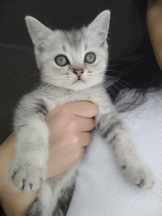 Продам котят шотландской породы