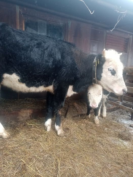 Продается первотелка,