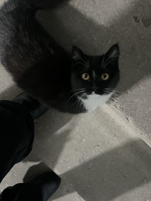 Отдам кота в добрые руки