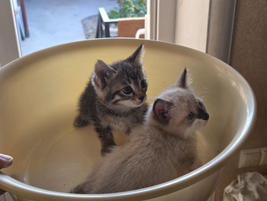 Отдам котят в хорошие руки
