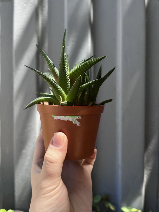 Продается Алоэ ( кактус в подарок )